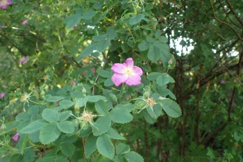 Native California rose bush with one clear open flower and several buds