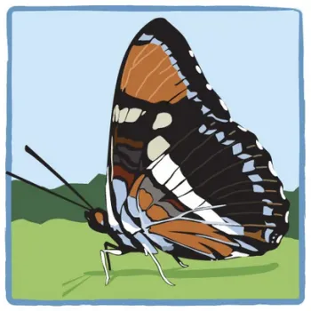 California Naturalist logo with no text