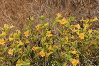 Yellow-orange sticky monkeyflower blossoms on bush