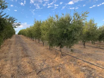 Olive trees