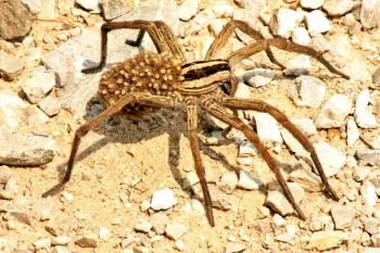 Wolf spider