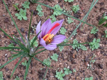bee pollinating Crocus sativus
