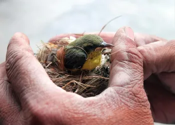 Hands holding young chick