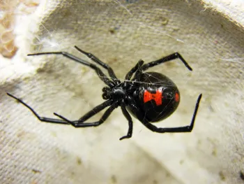 female black widow