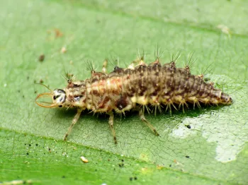 green lacewing larvae