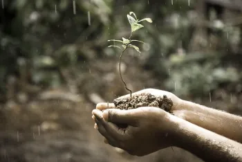 Hands holding seedling