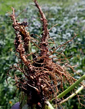 nodules on bell bean roots