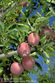 Close up of red apples hanging on a tree.