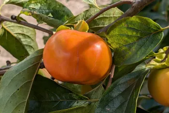 Get seasonal garden advice for Sonoma County from Master Gardeners