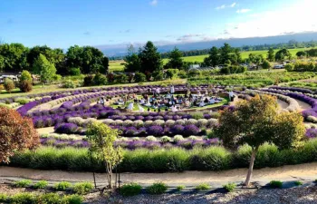 lavendar maze