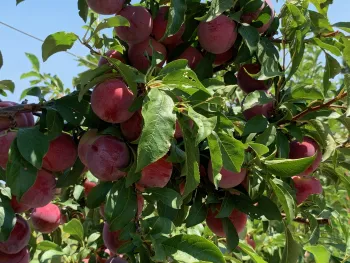 Ripe pluots ready to pick. A new workshop focuses on how to tell when it's best to pick various fruits. Laura Kling