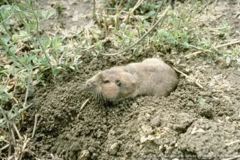 Adult pocket gopher. UC IPM Program