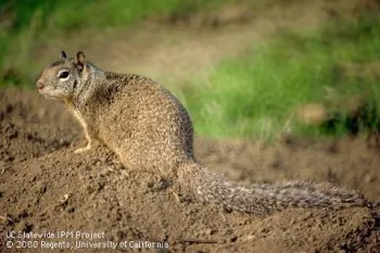 California ground squirrel. UC IPM Project