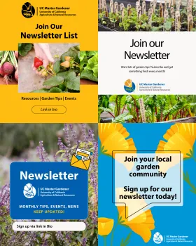 Newsletter Sign Up social media graphic template preview