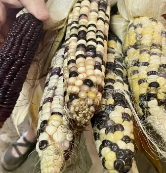 Pile of Bayer Corn on the cob