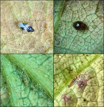 cuadríptico de ártropodos beneficiales