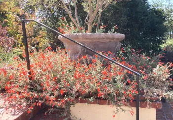 California fuchsia (epilobium canum)