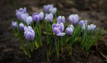 Crocus vernus ‘Pickwick’