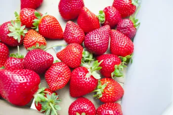 Freshly picked strawberries