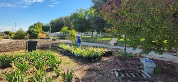 Iris work at Madera MG Three Sister garden 10.25