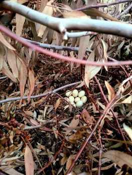 Mallard nest with a number of eggs hiden on the ground beneath branches.