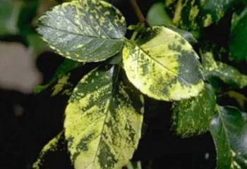 Rose disease symptoms