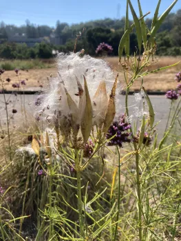 Narrow leaf milkweed, asclepias fascicularis