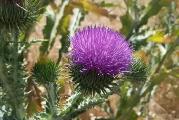 Scotch thistle bloom