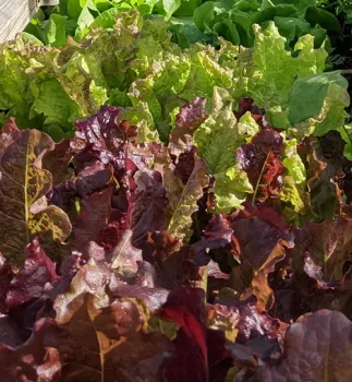 food garden tasks for April harvest salad crops