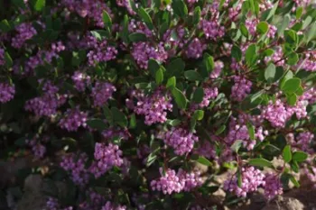 pink manzanita flowers