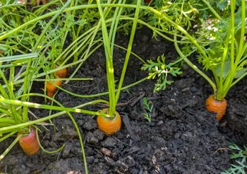 thin carrots and root crops in March