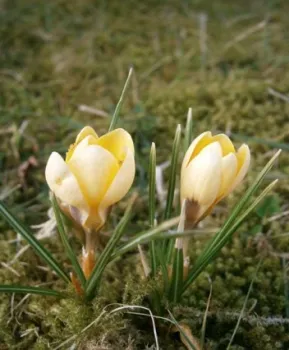 yellow crocus