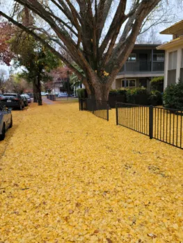 Ginkgo biloba leaves carpet a sidewalk. J. Alosi