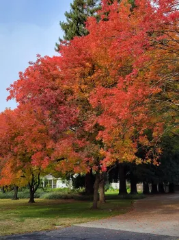 Pistachio tree blazes red and orange in autumn. J. Alosi