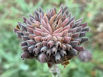 Seedhead of Winnifred Gilman Cleveland sage. Laura Kling