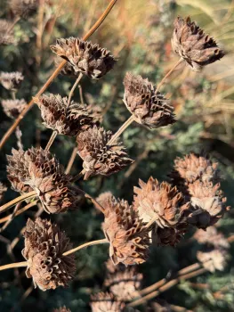 Winnifred Gilman sage seedheads in the Demo Garden. Laura Kling