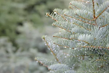 Dew on fir tree needles close up