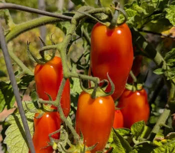 Expert advice for home gardeners who want to grow tomatoes in Sonoma County