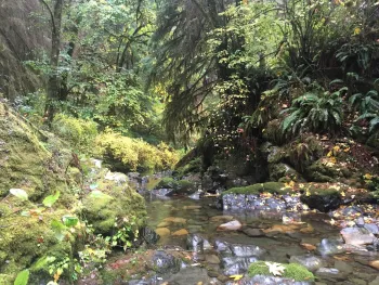 Banana slug feeding on fungal growth