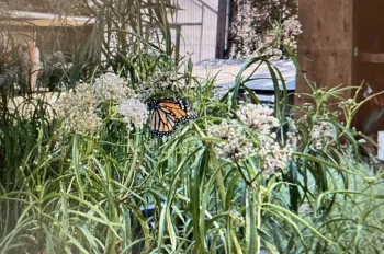 Monarch on milkweed