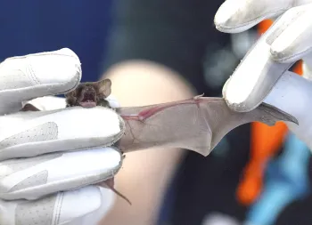 Hands pulling tiny bat wing to be examined