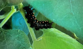 Pipevine Swallowtail caterpillar