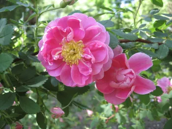 Rosa californica ‘Plena’