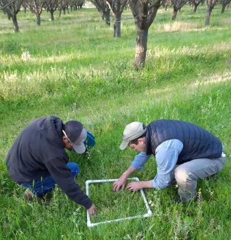 Two men crouch in an almond orchard to count plants in a white square