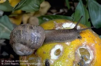 brown garden snail