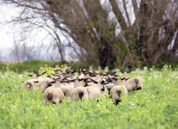 Image of Sheep in the field.