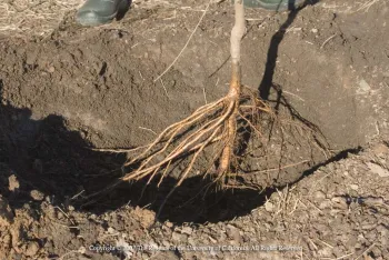 Planting a bare-root fruit tree. UC ANR