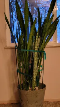 Mother-in-law's tongue (Sanseveria). J. Alosi