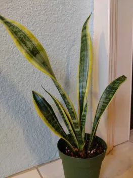 Snake Plant. Emilee Warne