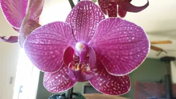 Moth Orchid. Emilee Warne
